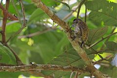 Lafresnaye's Piculet